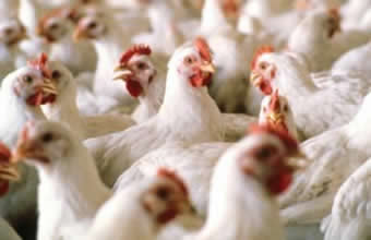 Avícola Bom Apetite - Foto 1