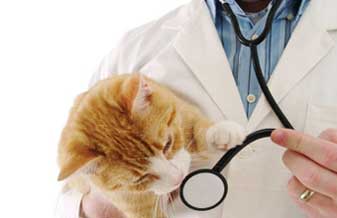 Clínica Veterinária Cão & Cia - Foto 1