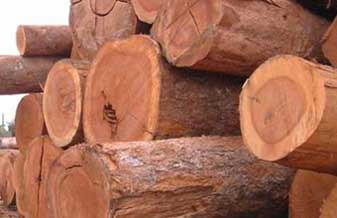 Madeireira Comatec - Foto 1