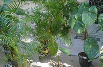 Fonte Verde Comércio de Plantas Ornamentais - Foto 1