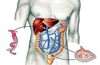 Gastroclin - Foto 1