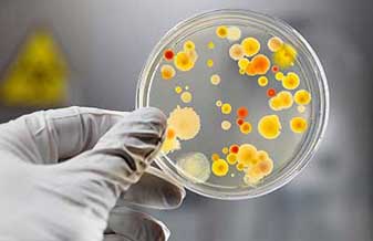 Dra. Marcia Carvalho dos Reis Chebel - Foto 1