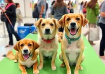adoção de animais