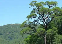 arborização em Mogi das Cruzes