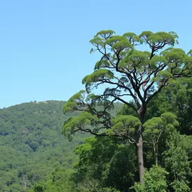 arborização em Mogi das Cruzes